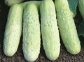 White Wonder Cucumber Seeds - 100+ Heirloom Organic Non-GMO - Rare Cucumis sativus