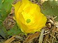 Hardy Opuntia Violacea Purple Santa Rita Prickly Pear Cactus - Rooted Plant - Drought-Tolerant Succulent