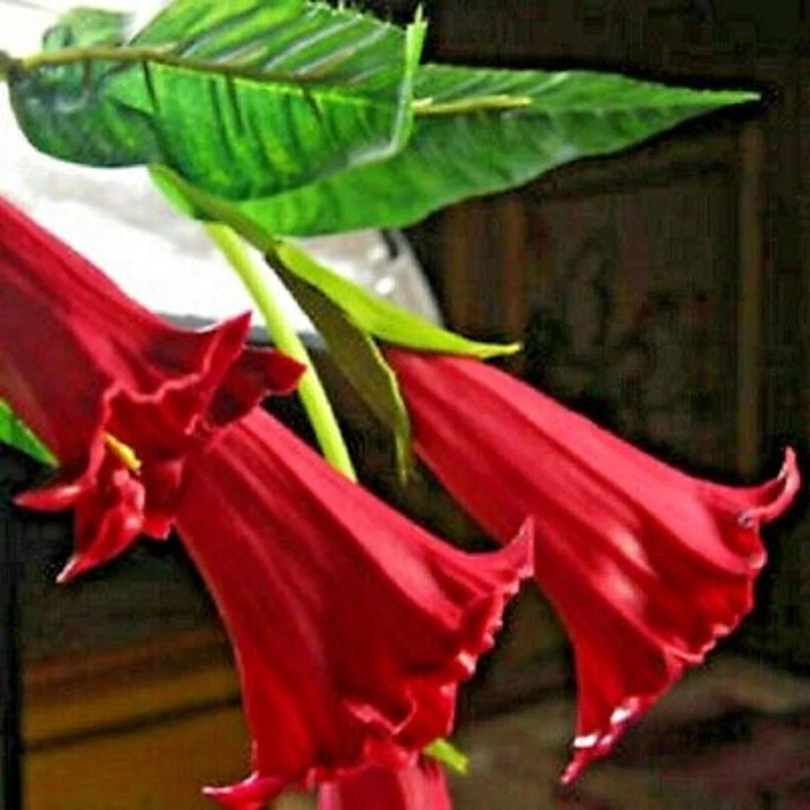 Candy Red Angel Trumpet Seeds - Brugmansia Datura - 10 Flower Seeds for Planting - USA Grown