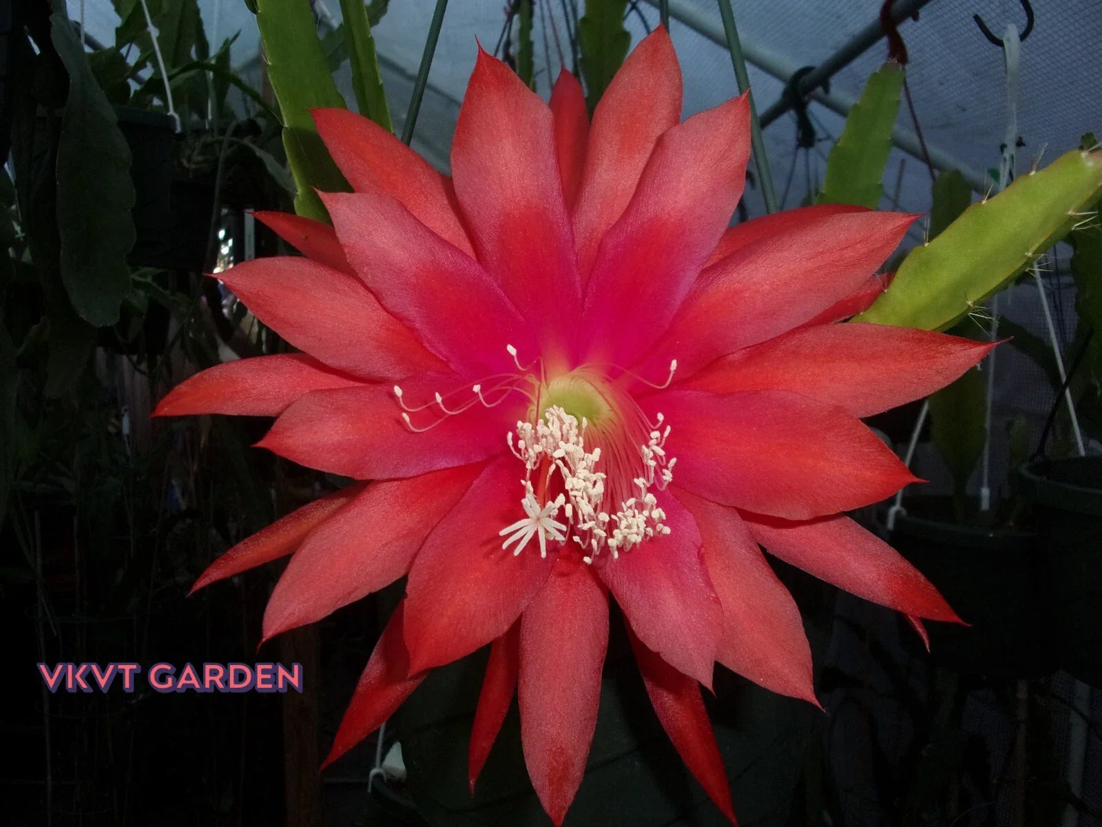 Epiphyllum Orchid Cactus Cutting - Camillo Schneider - Rare Succulent - Perfect for Indoor Gardening - Tropical Plant