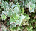 Silver Saltbush Seeds - 50 Pack - Landscape Bush - Atriplex argentea - Made in USA