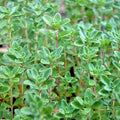 Thyme Seeds 501+ Organic English German Perennial Herb for Garden or Container - Thymus vulgaris