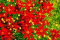 Coreopsis Flower Seeds - Red Dwarf Variety - Coreopsis tinctoria - 1000+ Seeds - US Free Shipping