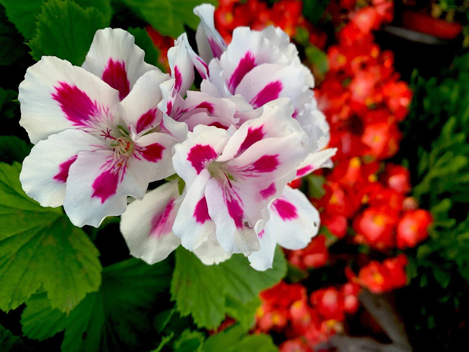 Rare Geranium Cuttings, 6 Inches Long, White/Pink, Pelargonium spp., 3 Starter Plants