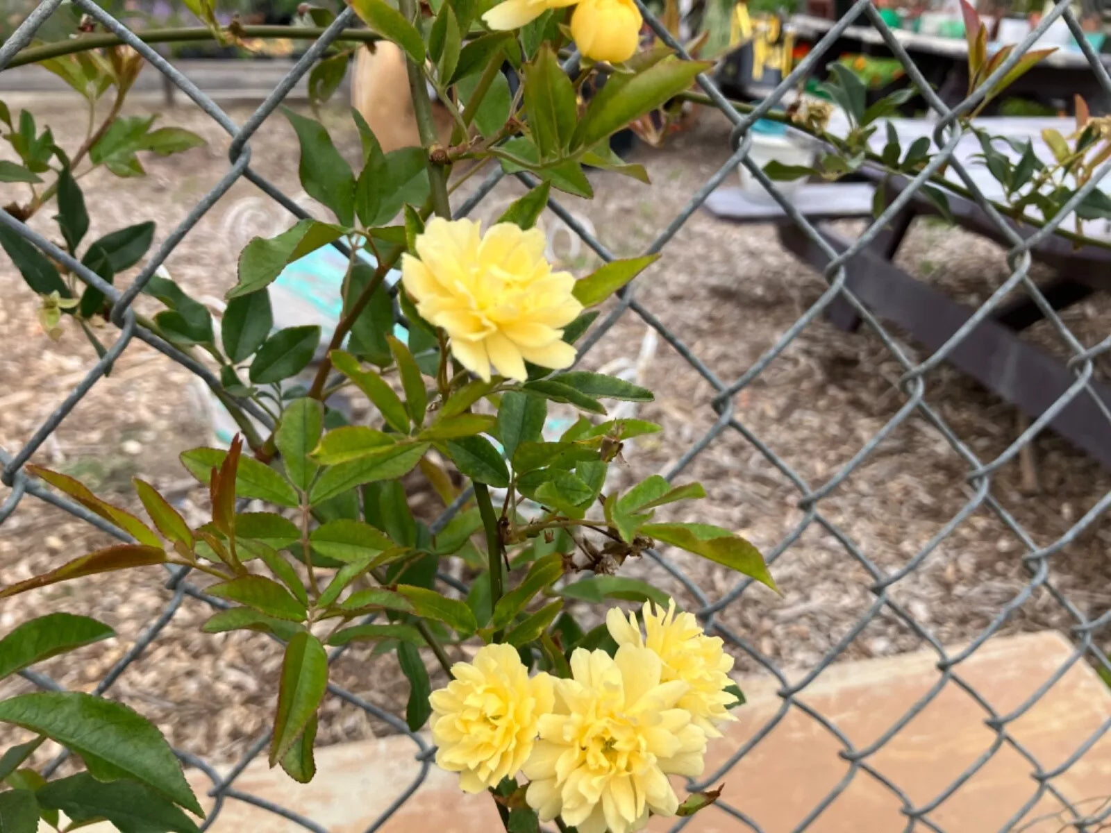Yellow Lady Banks Climbing Rose Cuttings (4) Thornless, Rosa banksiae