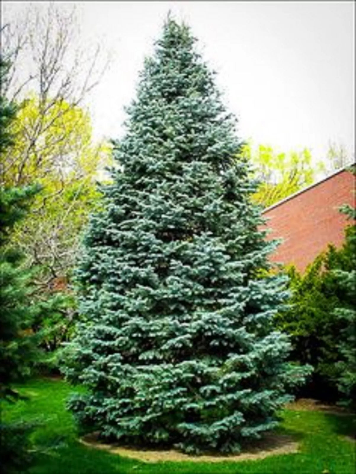 Christmas Day Spruce Seeds - 20 Blue Needle Seeds - Picea meyeri - Great for Holiday Gardening and Landscaping
