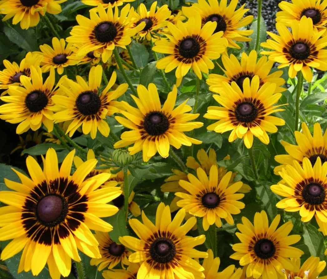 Rudbeckia Denver Daisy Seeds - 20 Count, Bright Yellow Flowers, Easy to Grow Perennial, Black-Eyed Susan (Rudbeckia hirta)