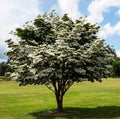 Kousa Dogwood Trees Set - 12" Tall - 4" Pot - White Blooms - Cornus Kousa