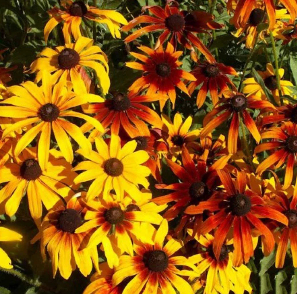 Gloriosa Daisy Seeds, Bulk Available, Yellow & Brown Flowers, Rudbeckia hirta