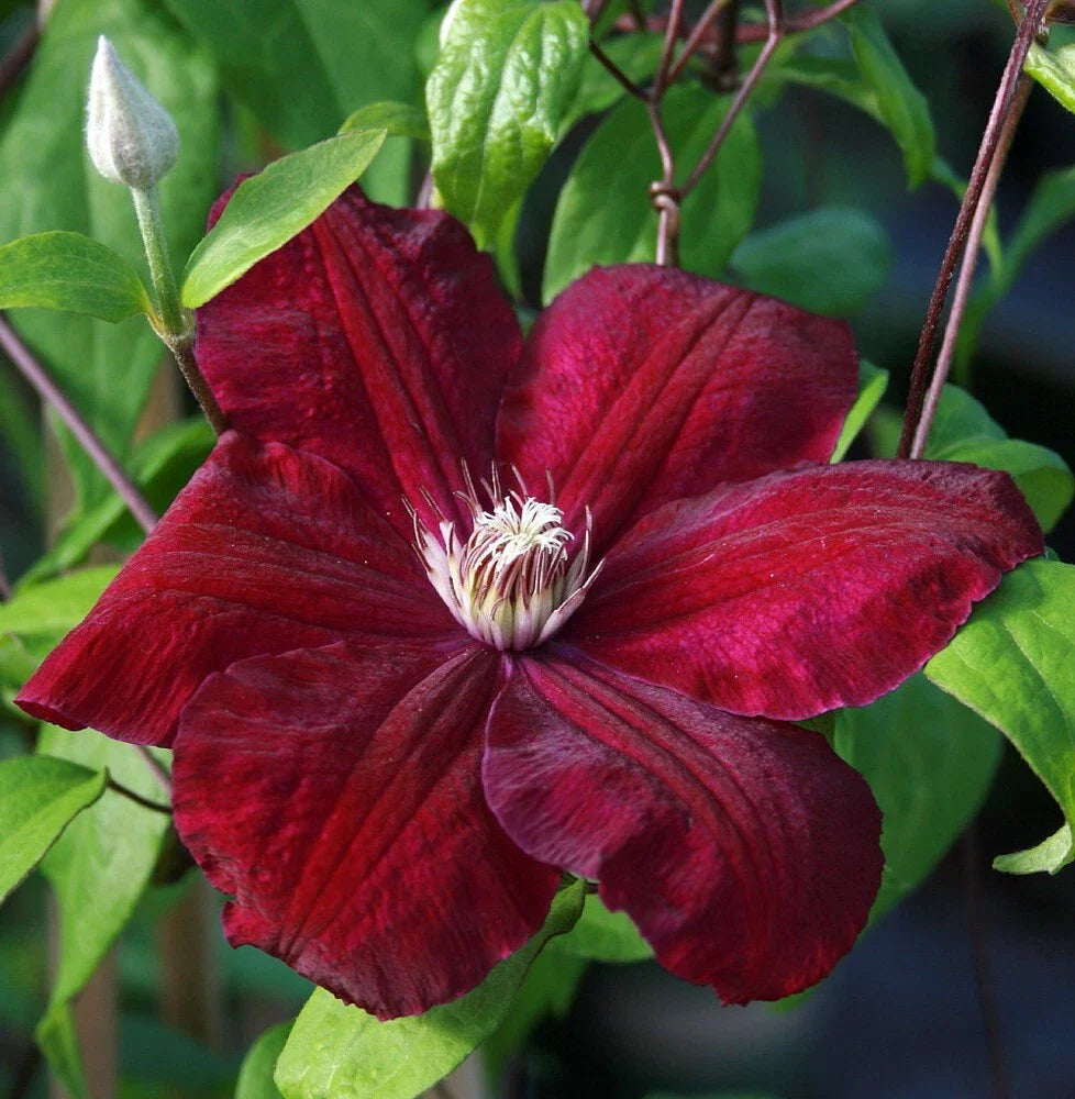 Clematis Seeds - 25 Rouge Climbing Perennial Seeds - Plumeria Bloom - Clematis spp. - USA Seller