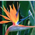 Large Bird of Paradise Plant 3 Feet Tall Orange Tropical Indoor/Outdoor Strelitzia reginae
