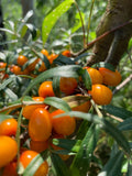 Sea Buckthorn Plant - Healthy Roots - Hippophae rhamnoides