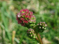 Salad Burnet Seeds 50+ SMALL Sanguisorba minor Herb Flower Forage USA