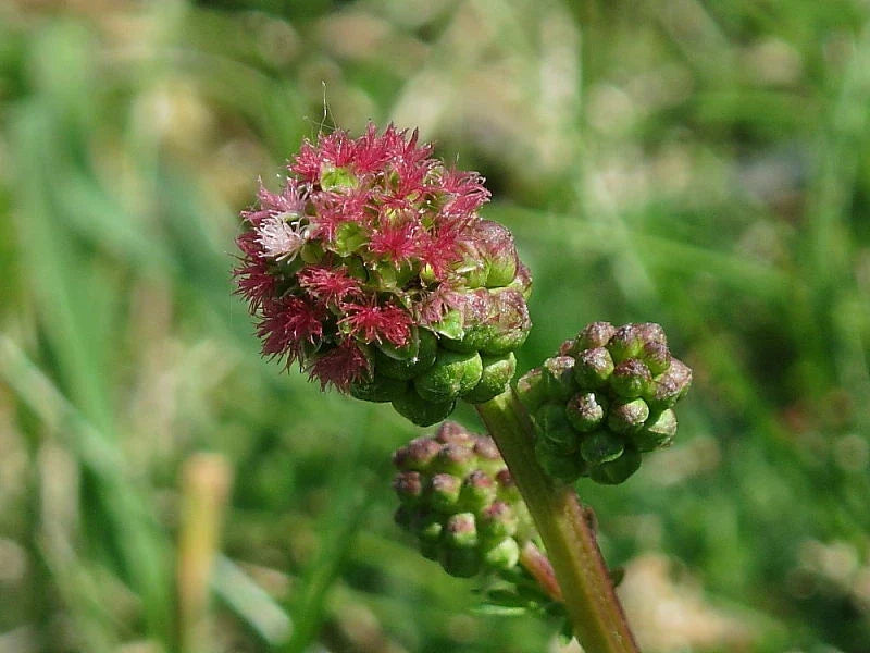 Salad Burnet Seeds 50+ SMALL Sanguisorba minor Herb Flower Forage USA