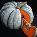 Jarrahdale Blue Pumpkin Seeds - 15 Pack - Queensland Cinderella Doll - Cucurbita maxima