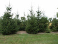 Live Bare Root European Spruce Tree, 18-24 Inches Tall, Picea abies, Fast Delivery