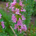 Hyssop Seeds 100 Count - Rose Hyssopus Officinalis - Perennial Herb for Gardens - Aromatic Culinary & Medicinal Use