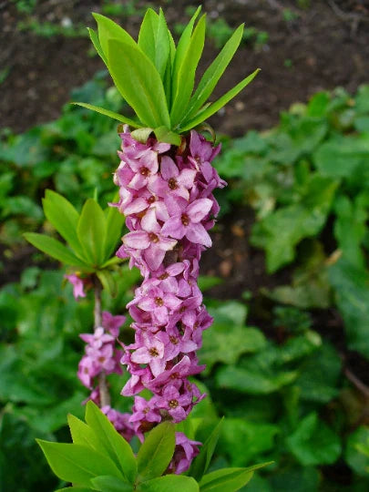 Daphne mezereum Seeds - Paradise Plant - 10 Seeds for Gardening - Fragrant Blooms