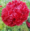 Poppy Seeds - 200 Organic Red Frosted Breadseed Peony Poppies - Papaver somniferum