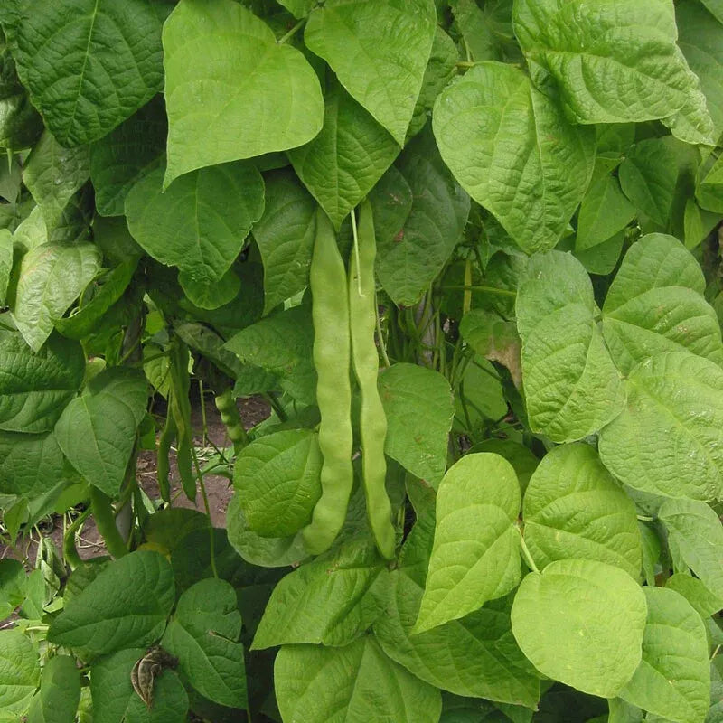 Great Northern Bean Seeds - Non-GMO Heirloom - Large White - Phaseolus vulgaris - Free Shipping