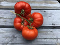 Sub Arctic Plenty Tomato Seeds - Heirloom Organic NON-GMO - 10+ Seeds - Fast Growing 45-50 Days