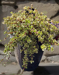 Rainbow Variegated Elephant Bush Cuttings - Portulacaria afra Dwarf Jade Plant - 2 Healthy Plant Cuttings