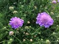 Scabiosa Seeds - Violet and White Mix - Pincushion Flower (Scabiosa atropurpurea) - Flowering Garden Seeds