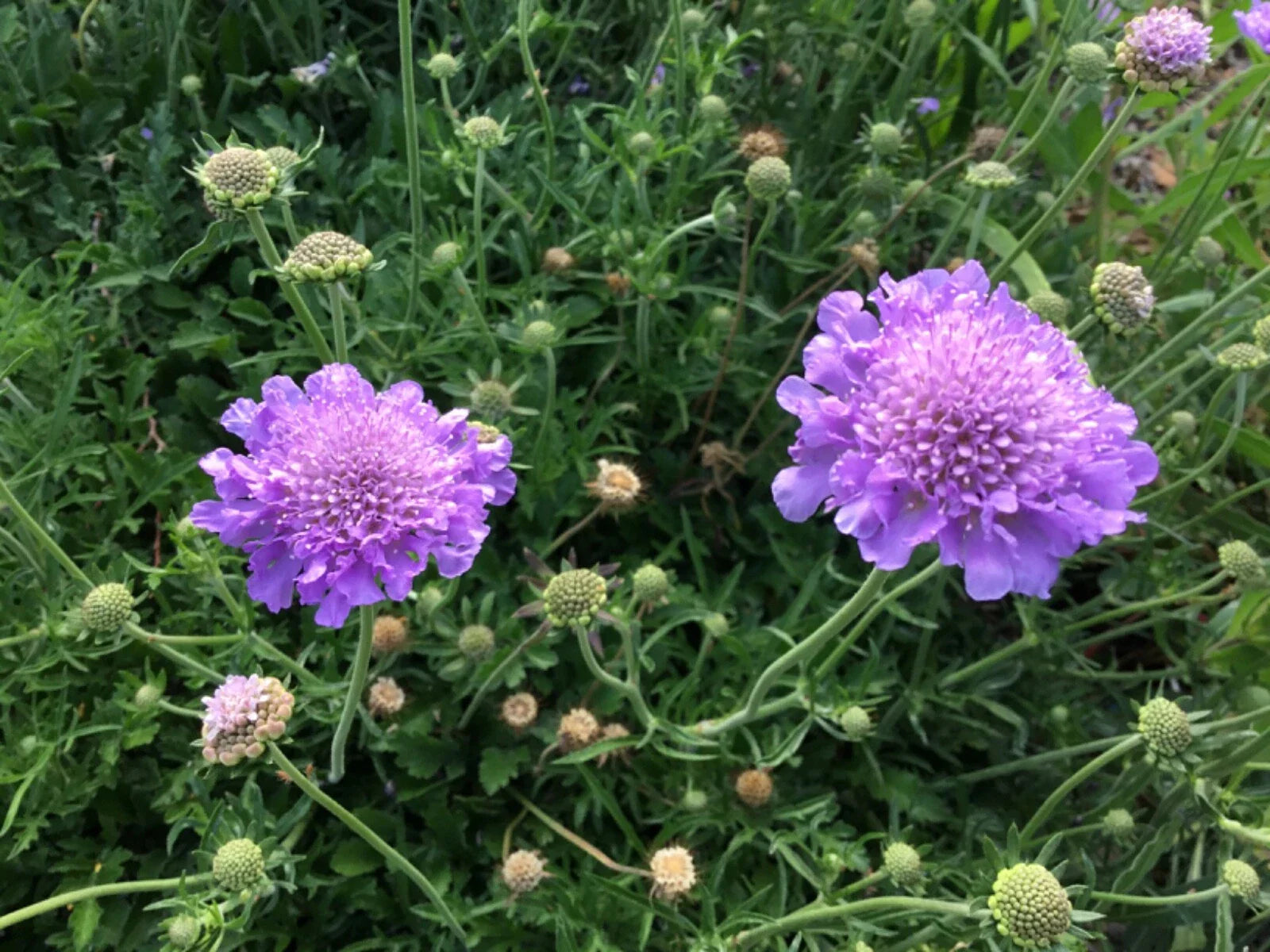 Scabiosa Seeds - Violet and White Mix - Pincushion Flower (Scabiosa atropurpurea) - Flowering Garden Seeds