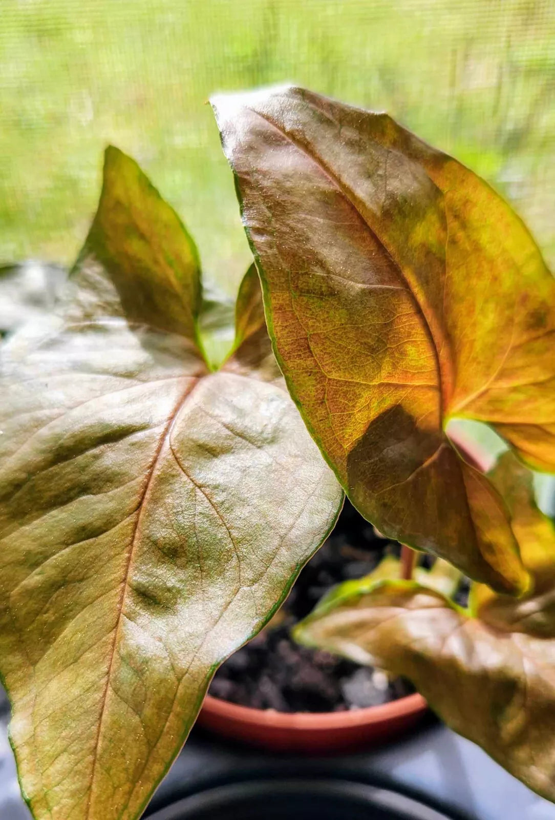 Syngonium Podophyllum Maria Bronze - Pink Brown Arrowhead Vine - Indoor Plant, Houseplant