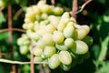 Very Rare Cotton Candy Grape Cuttings - 5 Rooting or Grafting Cuttings - Easy to Root (Vitis vinifera)