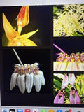 Orchid Plant Bulb - 2 Small Rooted Bulbs - Bulbophyllum Surprise - Exotic Indoor Flowering Plant