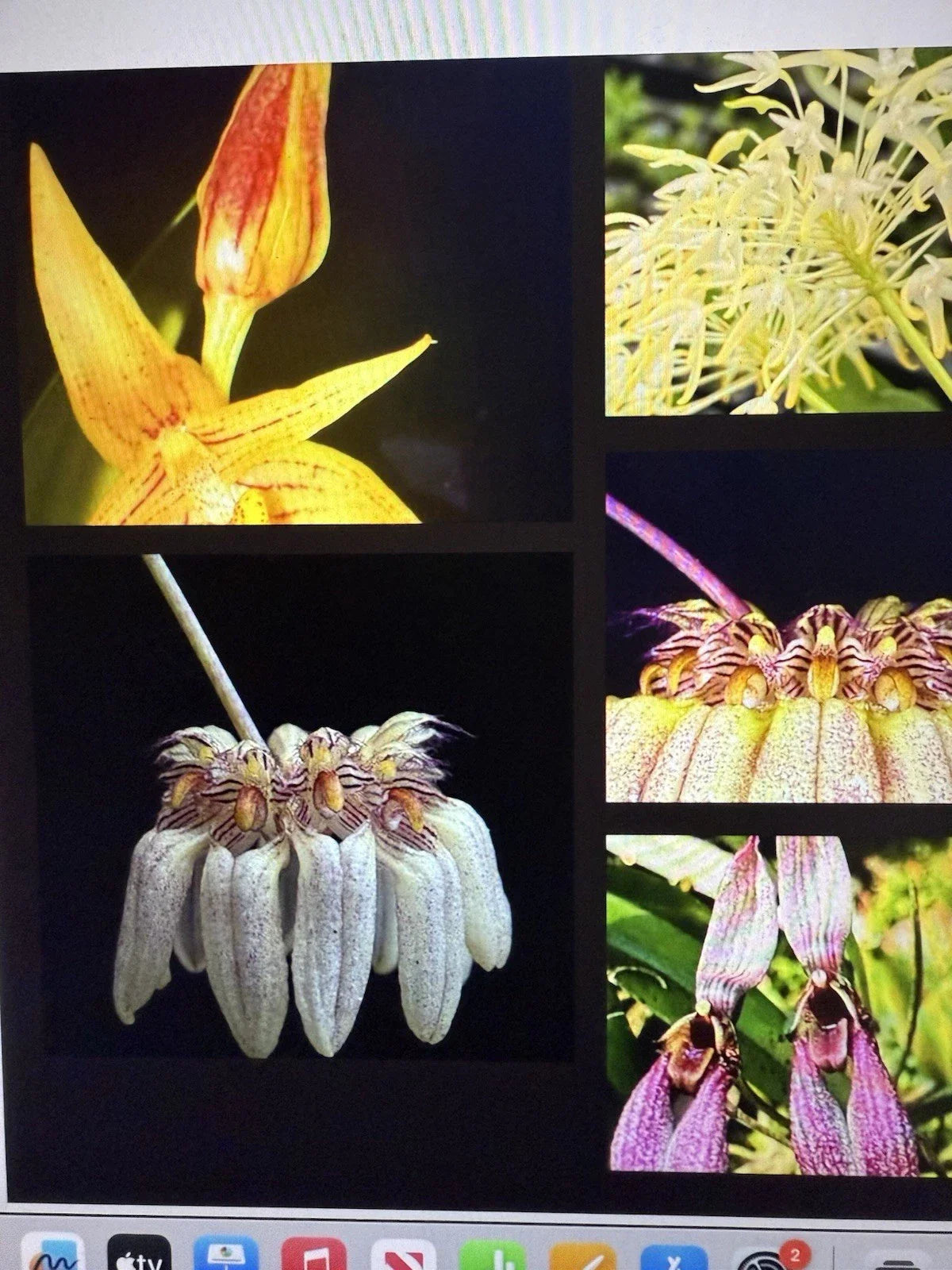 Orchid Plant Bulb - 2 Small Rooted Bulbs - Bulbophyllum Surprise - Exotic Indoor Flowering Plant