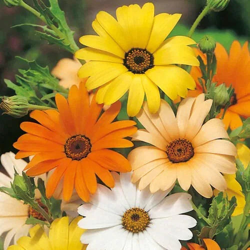 African Daisy Seeds - Heirloom Non-GMO Flower Seeds - Dimorphotheca spp. - Free Shipping