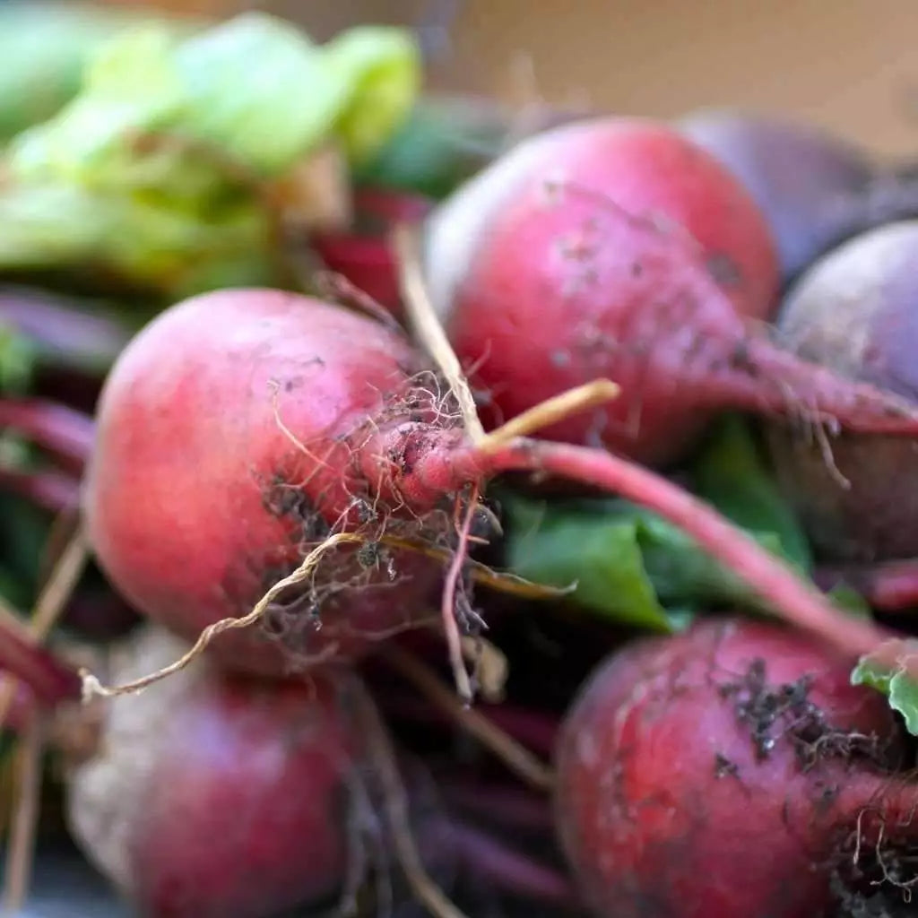 Early Wonder Beet Seeds, Tall Top, NON-GMO Beetroot Variety, Multiple Sizes, Beta vulgaris