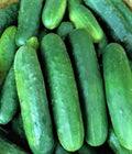 Poinsett 76 Cucumber Seeds 60+ Non-GMO Seeds - Cucumis sativus