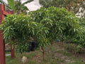 Mango Scion Grafting Cuttings - 3 Rosigold Bud Wood for Grafting - Tropical Fruit Trees - Mangifera indica