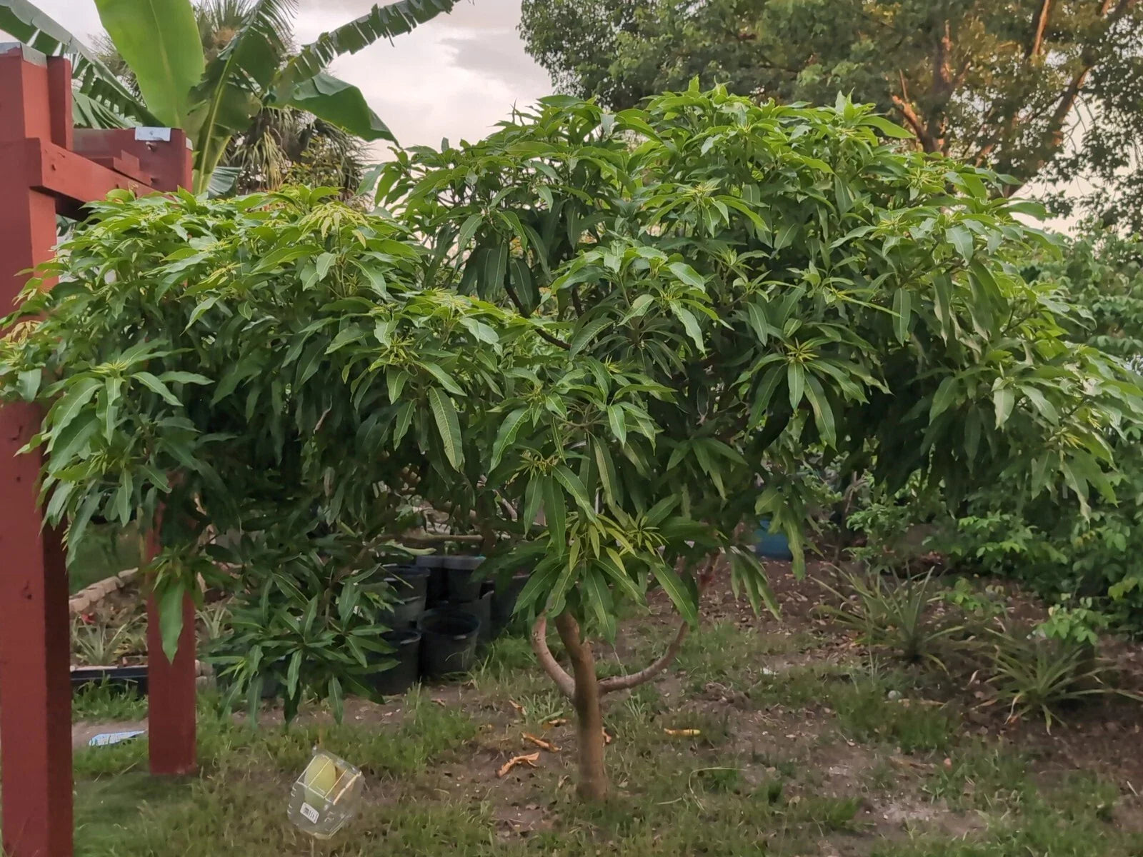 Mango Scion Grafting Cuttings - 3 Rosigold Bud Wood for Grafting - Tropical Fruit Trees - Mangifera indica