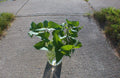 Okinawan Sweet Potato Cuttings - 6" Slips for Summer Garden - Ipomoea batatas