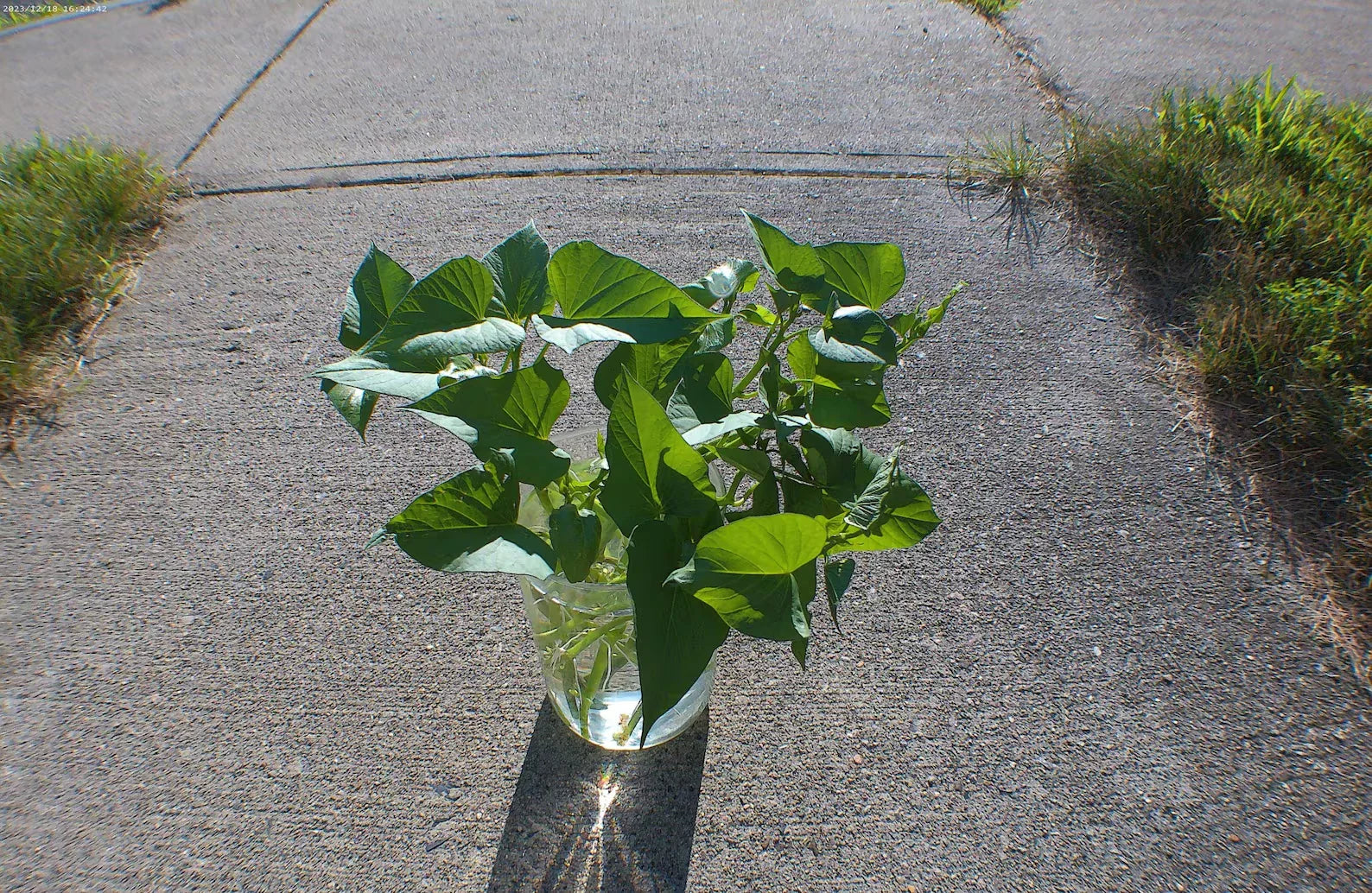 Okinawan Sweet Potato Cuttings - 6" Slips for Summer Garden - Ipomoea batatas