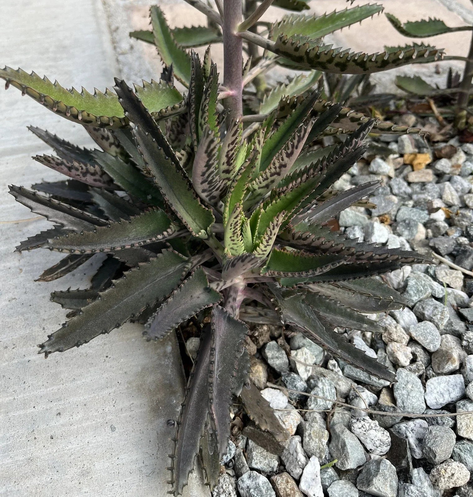 Mature Mother of Thousands Plant - Kalanchoe daigremontiana - Fully Rooted Live Succulent - Unique Indoor/Outdoor Cactus