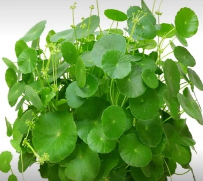 Pennywort Herb Seeds 50 Organic Heirloom Centella asiatica Non-GMO Gotu Kola