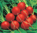 Early Scarlet Globe Radish Seeds 200+ Non-GMO - Raphanus sativus - Perfect for Home Gardens and Vegetable Plots