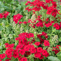 Coccinea Phlox Seeds - 100+ Pack - Vibrant Garden Flowers - Phlox coccinea - USA Grown, Free Shipping