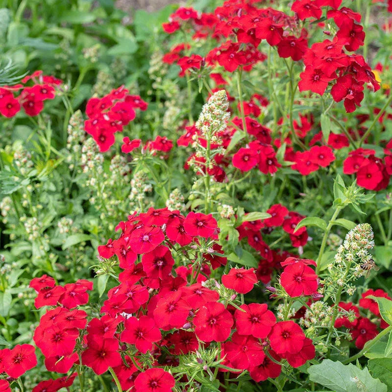 Coccinea Phlox Seeds - 100+ Pack - Vibrant Garden Flowers - Phlox coccinea - USA Grown, Free Shipping