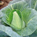 Cabbage Seeds - 100 Count - Early Jersey Wakefield Heirloom Non-GMO - Brassica oleracea