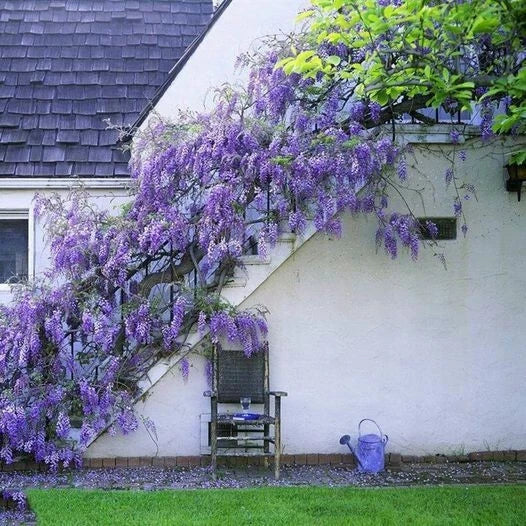 Japanese Wisteria Seeds - 10 Purple Floribunda Ornamental Climber Seeds (Wisteria floribunda)