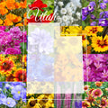 Utah Western Wildflower Seed Mix 1/4 Pound Bulk - Covers 800 sq ft - Native Wildflowers for Garden Planting