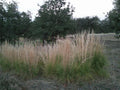 Feather Reed Grass Plugs, Live Ornamental Grass, Karl Foerster, 6 Bare Roots, Perfect for Landscaping - Calamagrostis acutiflora
