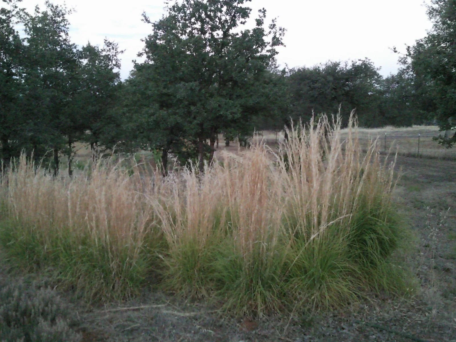 Feather Reed Grass Plugs, Live Ornamental Grass, Karl Foerster, 6 Bare Roots, Perfect for Landscaping - Calamagrostis acutiflora