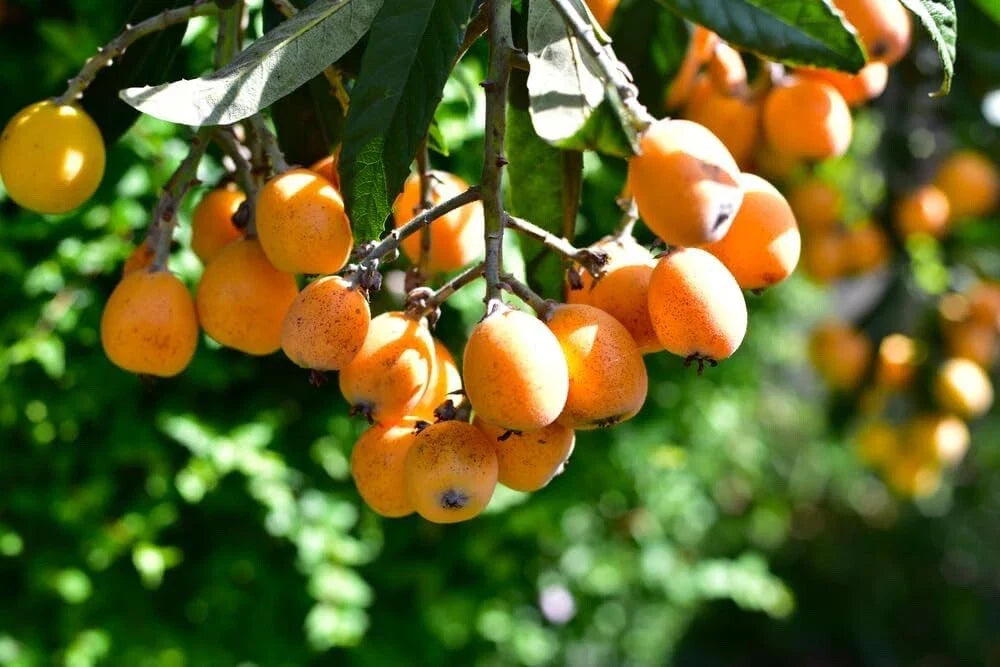 Loquat Shrub Seeds - Eriobotrya Japonica - 5 Seeds for Planting - Fruit Tree Seeds